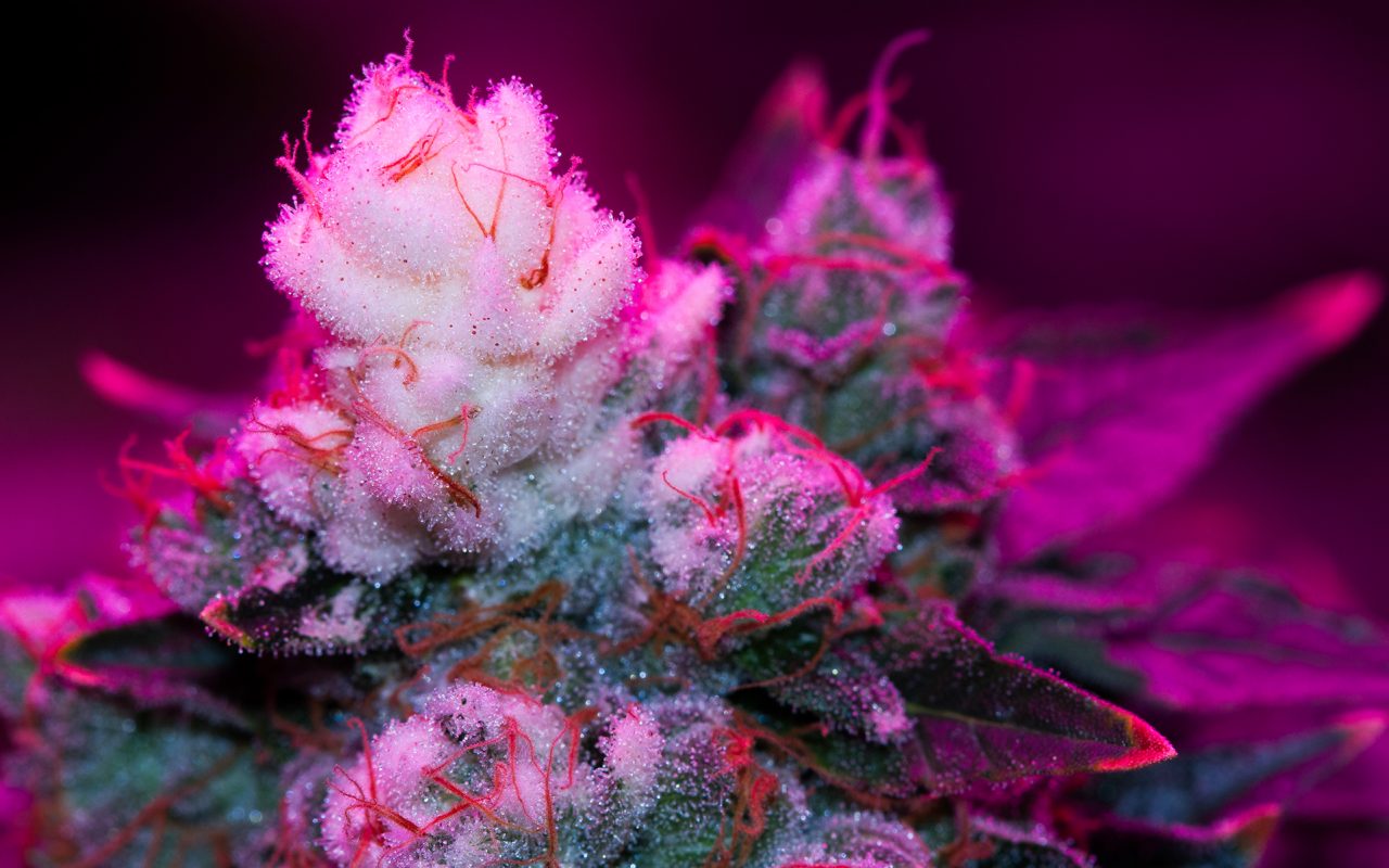 ¿Cómo se forman las puntas blancas en los brotes de cannabis?