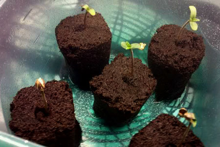 Rapid Rooters are an easy way to germinate cannabis seeds