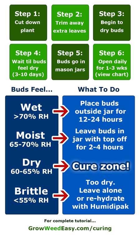 Step-by-step curing diagram & guide for harvesting cannabis