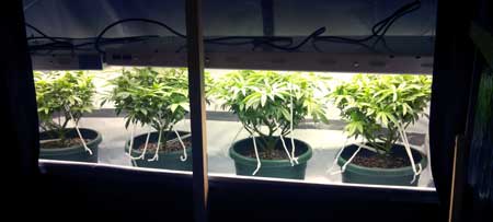 Example of a T5 grow light (fluorescent light fixture) - T5s can be kept very close to cannabis plants without worrying about burning them.