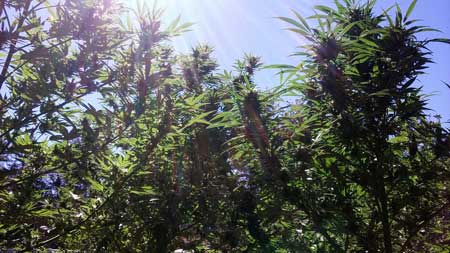 Cannabis Grow Light Breakdown: Calor, Costo y Rendimiento