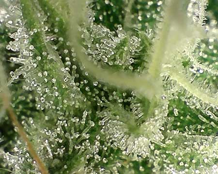 Clear trichomes on cannabis plants look kind of like glass