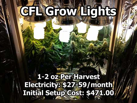 CFL lights over flowering cannabis