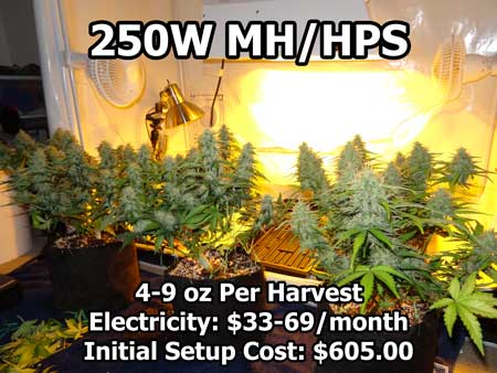 A 250 watt HPS growing light behind some fattening cannabis plants