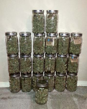 Example of a 20+ oz harvest in jars with Boveda Humidipaks