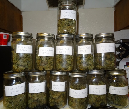 Put your buds in jars for the cannabis curing process - then open your jars daily for 1-2 weeks, and once a week after that!