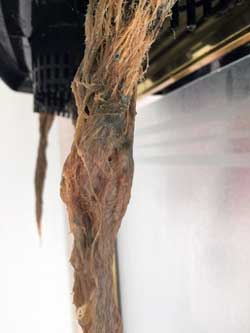 These cannabis roots are brown with root rot. Sick roots often look wound up or twisted like this, and the individual 