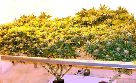 Example of marijuana ScrOG: notice how so much of the plant is being bathed in direct light