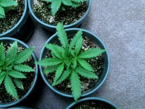 Young, healthy marijuana plants (White Rhino strain)