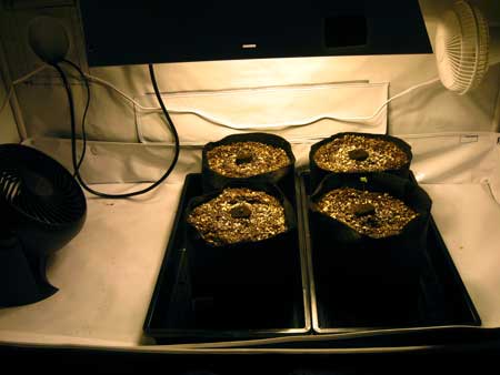 These cannabis seedlings are growing in super soil under an HPS grow light