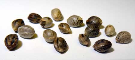 Feminized auto-flowering cannabis seeds