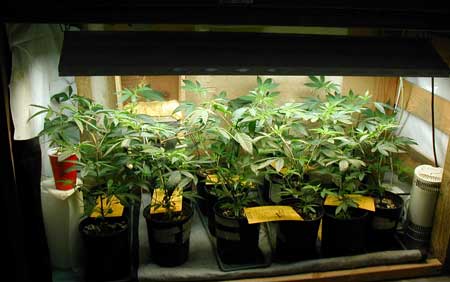 Use a less powerful grow light for young cannabis plants to save electricity