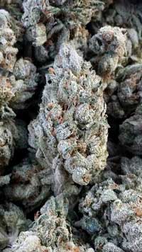 Frosty Sour OG marijuana buds