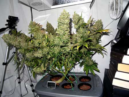 Original Amnesia cannabis plant grown in DWC