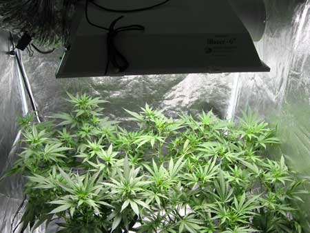 Train vegetative cannabis plant to grow many colas so that you will have lots of prominent bud sites in the flowering stage