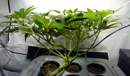 Example of a cannabis plant that has been trained to grow completely flat
