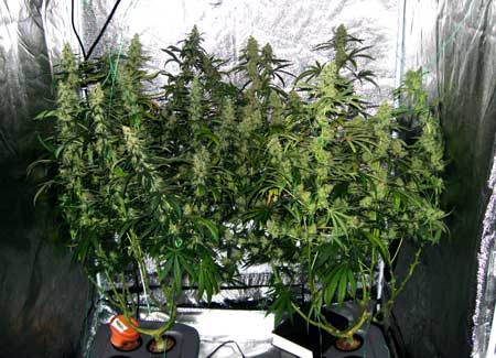 Many huge colas evenly spaced to take the best advantage of your cannabis grow lights