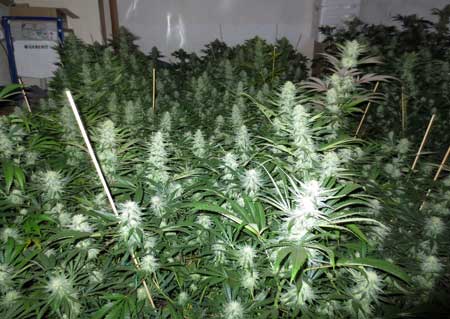 Nurture all your cannabis growth tips so you have many colas!
