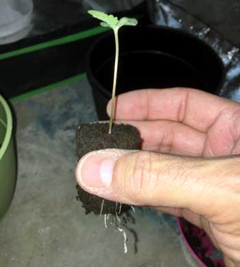 Example of a cannabis seedling in a Rapid Rooter - the fact that the roots are bursting out of the bottom is a sign the roots are ready to move into a bigger home!