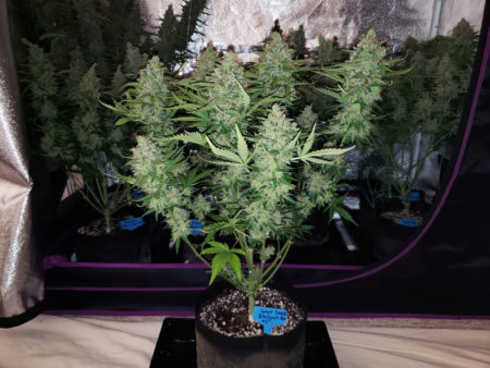 Sweet Seeds Black Jack Auto - this plant grew thick and chunky colas