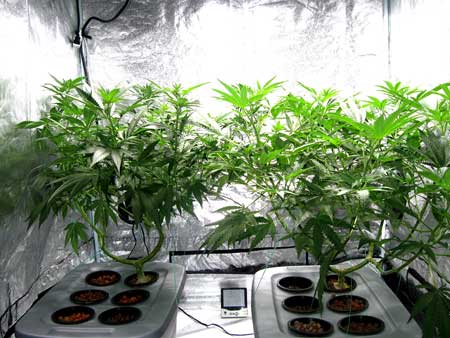 These two manifolded marijuana plants have been main-lined to produce many main colas