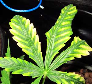 Click sick marijuana leaf for closeup
