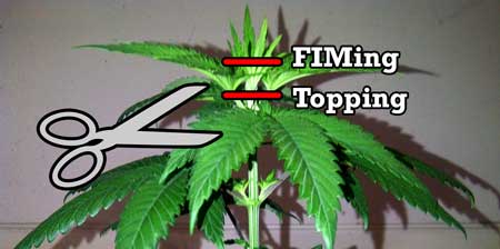 Topping vs FIMing a cannabis plant diagram