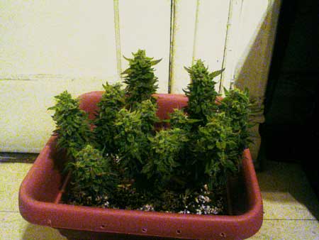 Small topped cannabis plant at harvest day