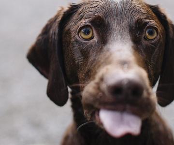 5 Cosas que debe saber antes de usar cannabis medicinal para sus mascotas