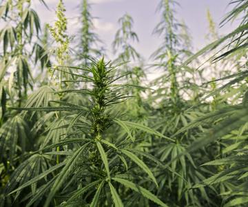 6 Mitos y Controversias Comunes Sobre el Cannabis Alto en CBD