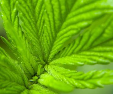 La historia y el surgimiento de las cepas de cannabis de la CDB