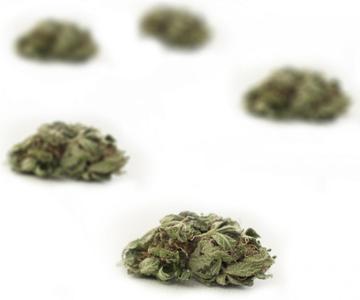 ¿Qué son las yemas de cannabis de palomitas de maíz?