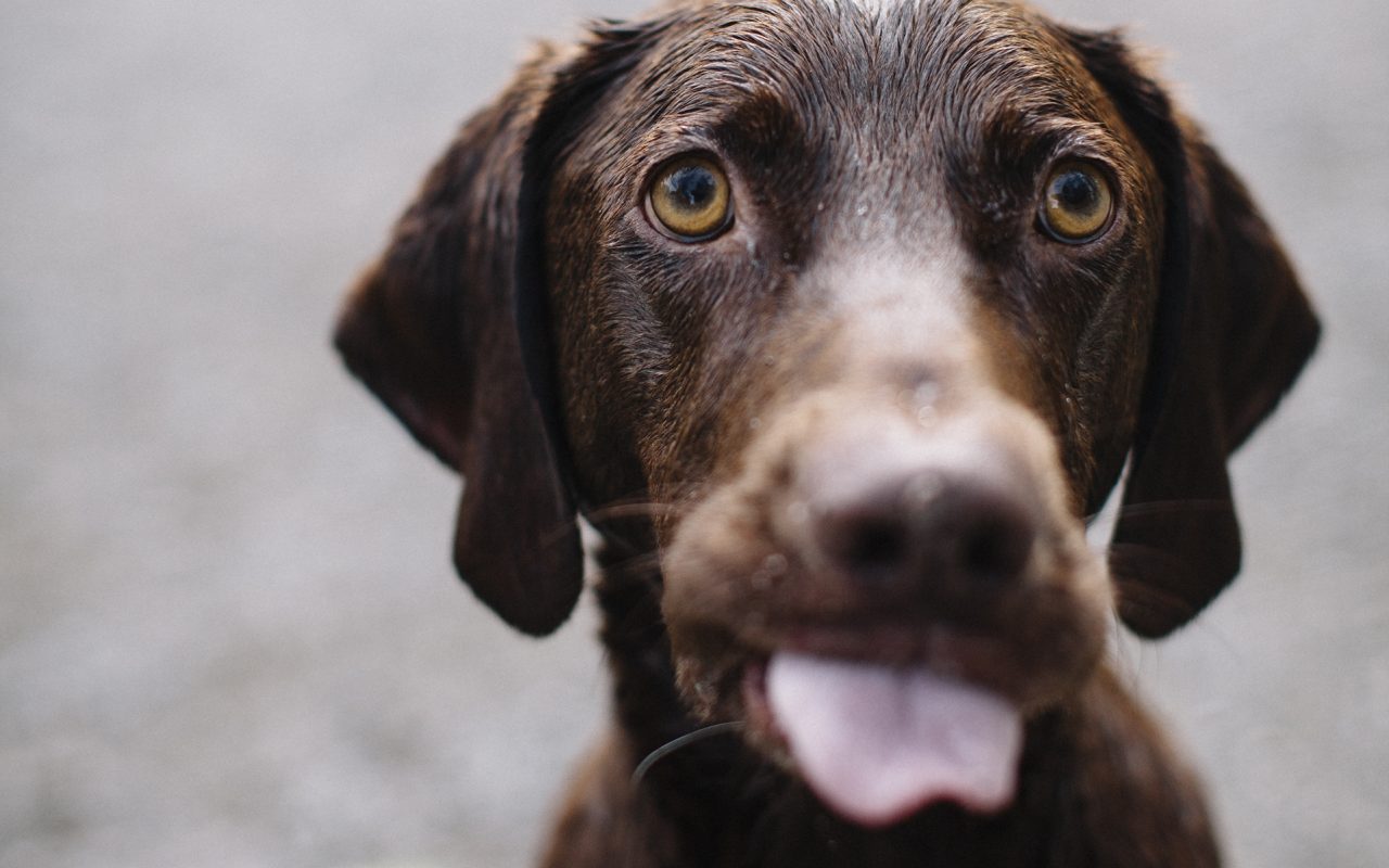 5 Cosas que debe saber antes de usar cannabis medicinal para sus mascotas