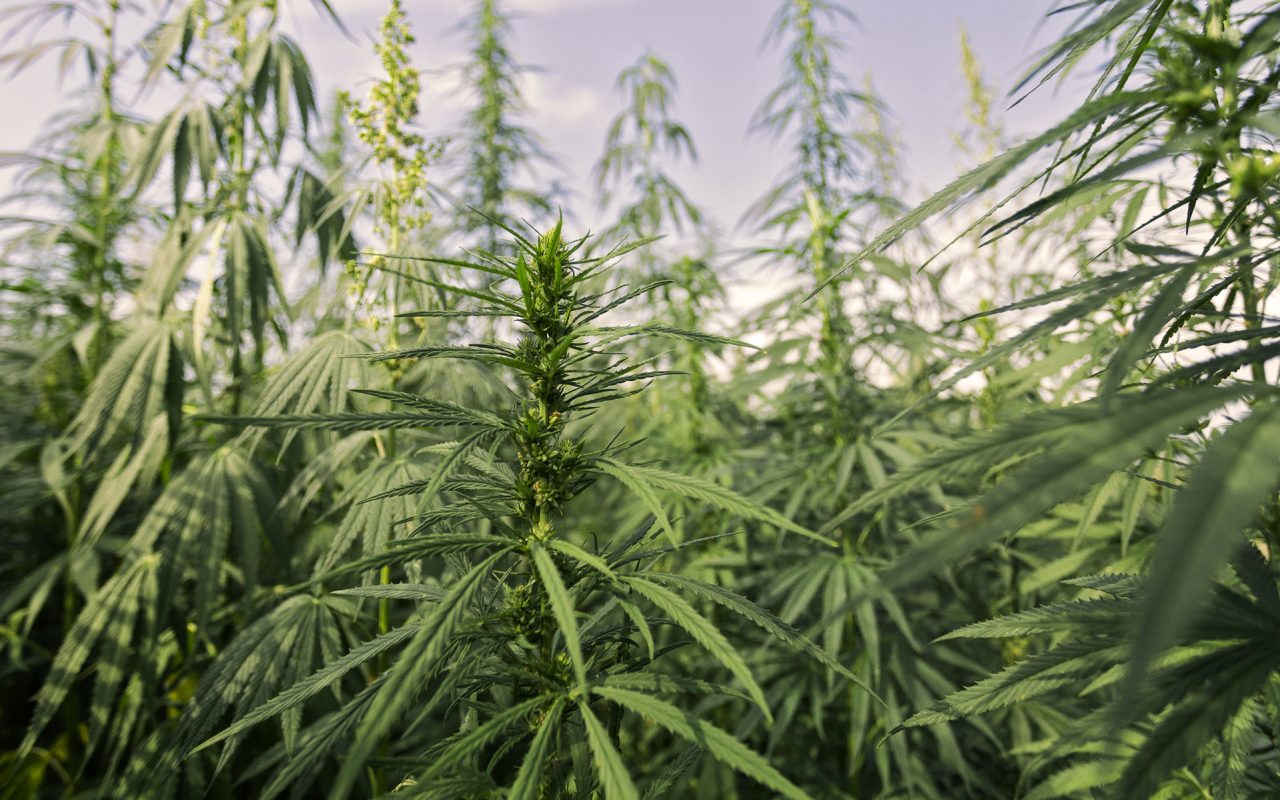 6 Mitos y Controversias Comunes Sobre el Cannabis Alto en CBD 2