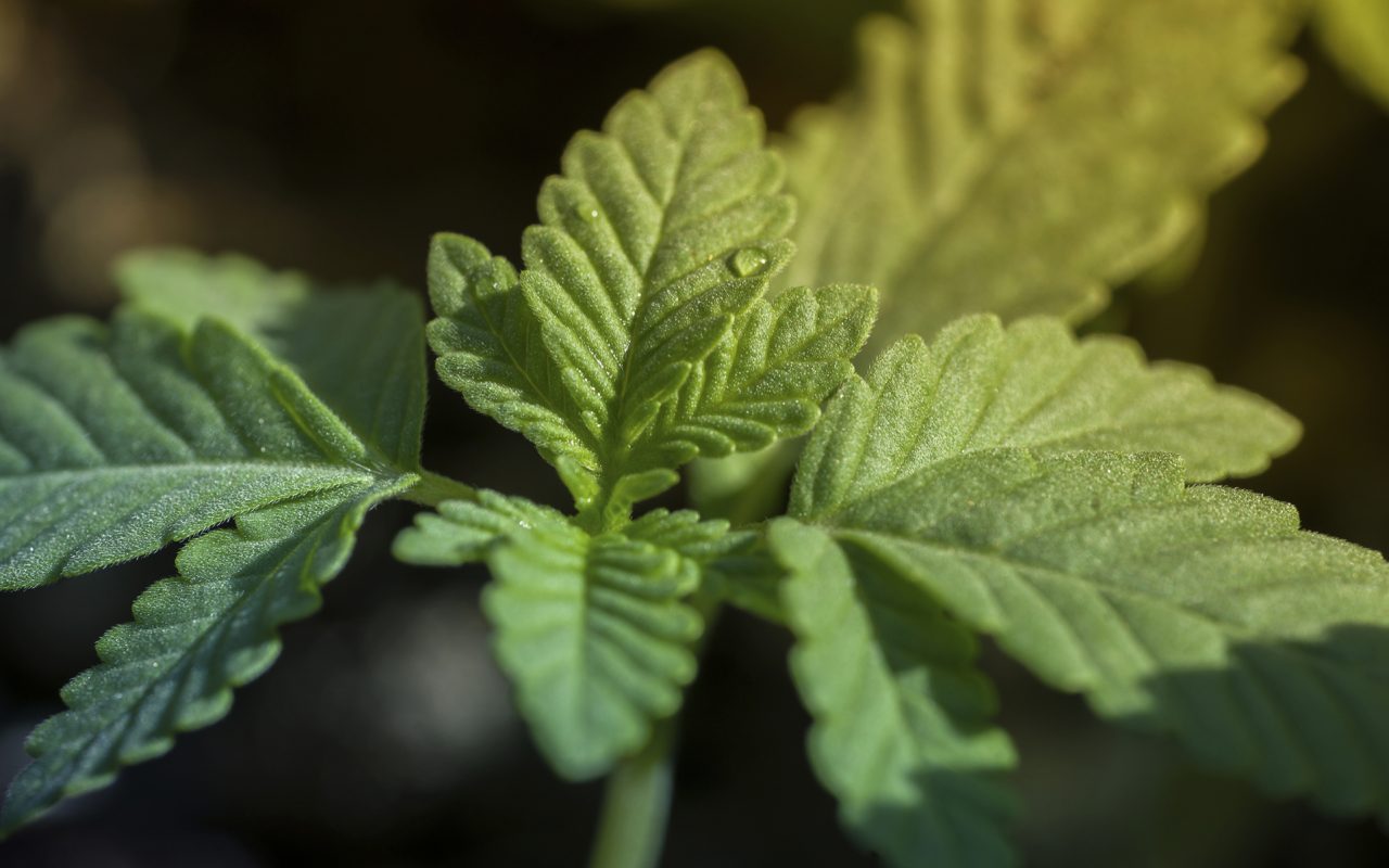 Costos de Cultivar Cannabis en Casa vs. Comprar Bud en un Dispensario