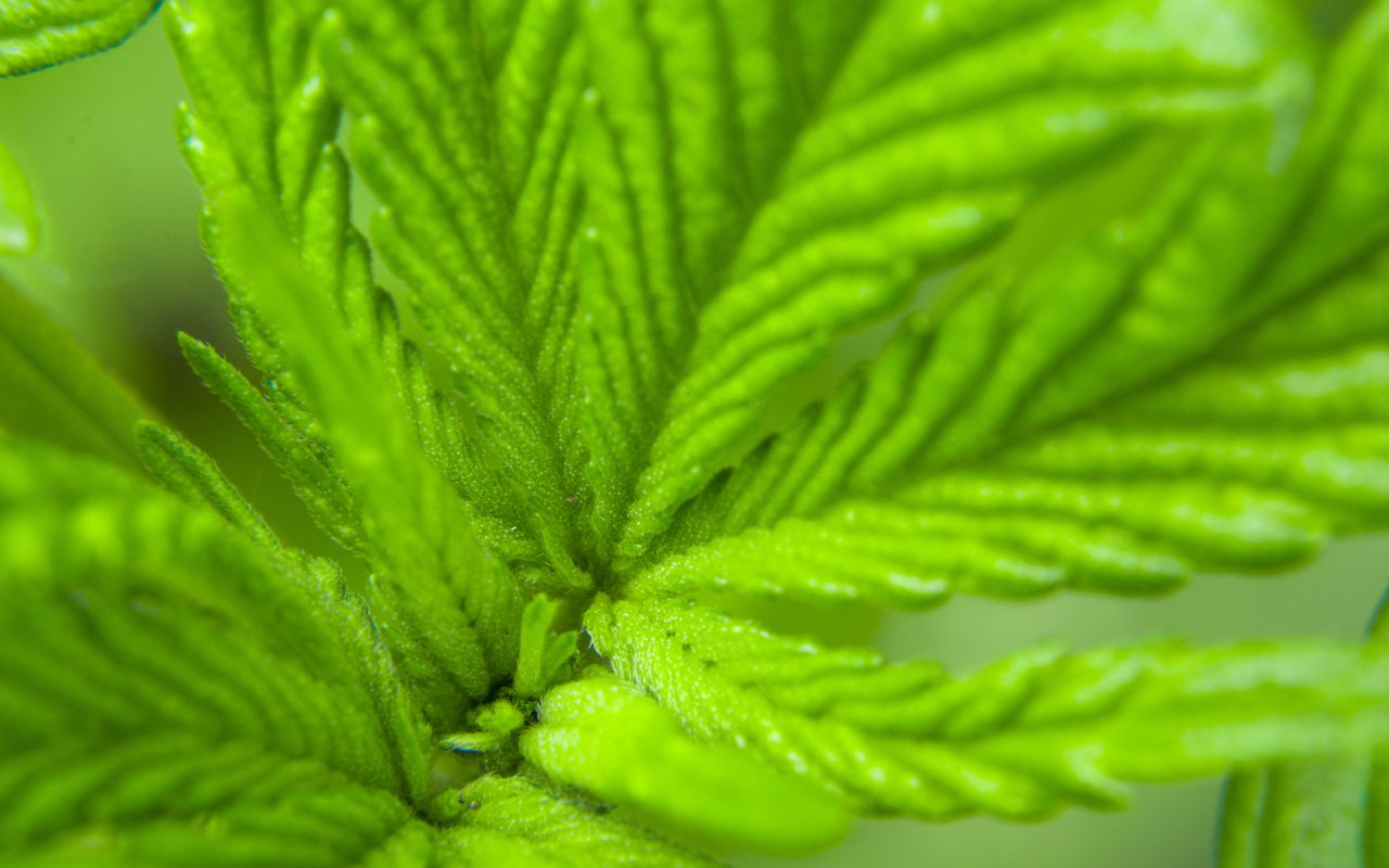 La historia y el surgimiento de las cepas de cannabis de la CDB