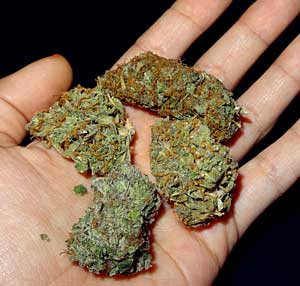 Cannabis bud assortment in hand - a variety of different strains as a result of indoor home growing!