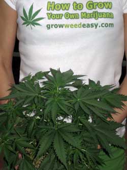 How to Grow Your Own Marijuana - by GrowWeedEasy.com