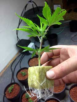 Example of a cannabis clone that has grown roots