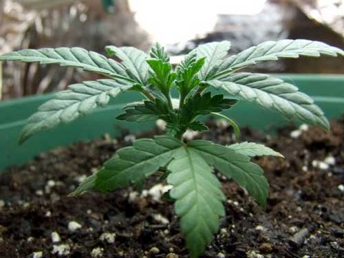 A young cannabis plant in the vegetative stage