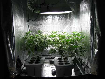 View the inside of a cannabis grow tent