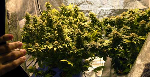 Secret window into cannabis grow tent