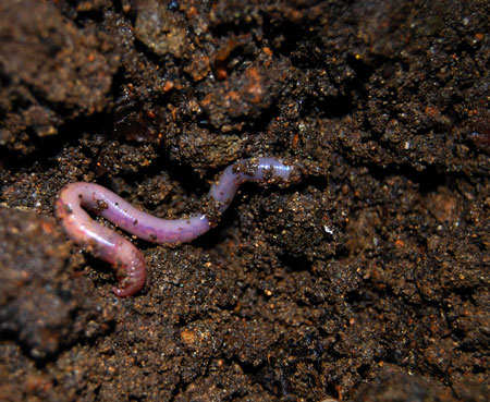 Worm castings help create a nutrient-rich soil that cannabis thrives in