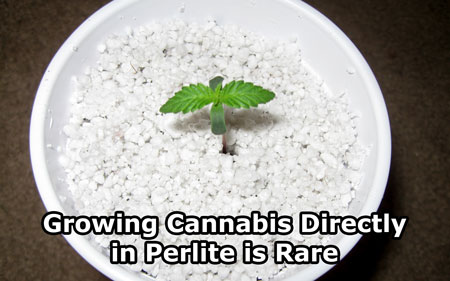 Cannabis seedling growing directly in perlite - perlite is not a common growing medium for cannabis when used all by itself