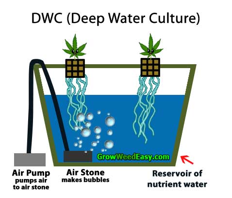 DWC (Deep Water Culture) diagram for growing cannabis