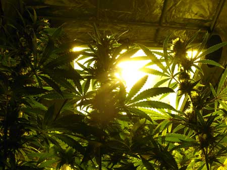 Looking up at HPS grow lights through the cannabis canopy