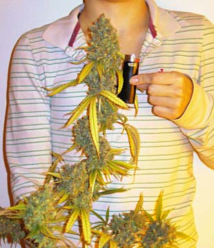 Big cannabis cola in hand - this single branch on a plant produced more than two ounces!