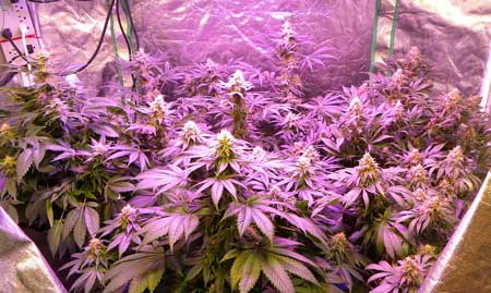 Cannabis plants flower well under LED grow lights that have been made for plants like cannabis