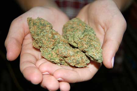 Cannabis nugs in hands