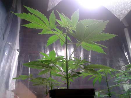 A happy cannabis plant in the vegetative stage